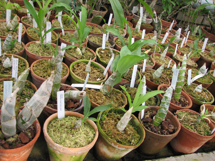 Catasetum.jpg