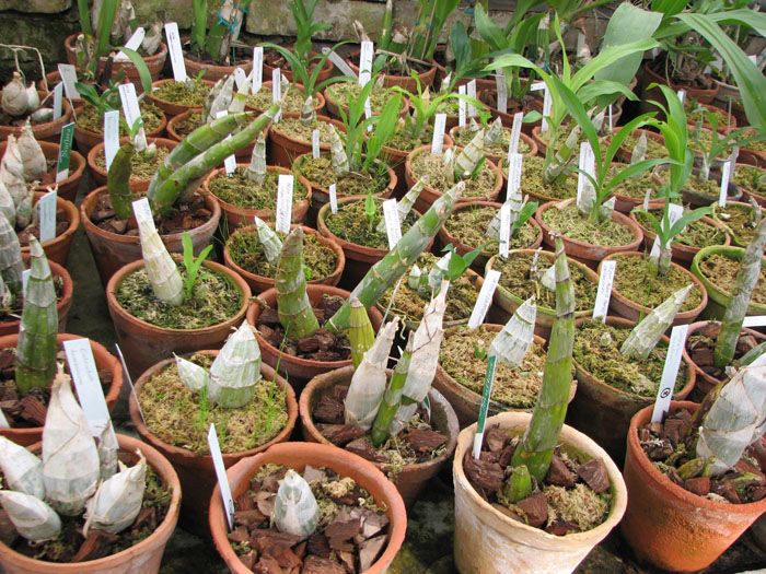 Catasetum photo.jpg