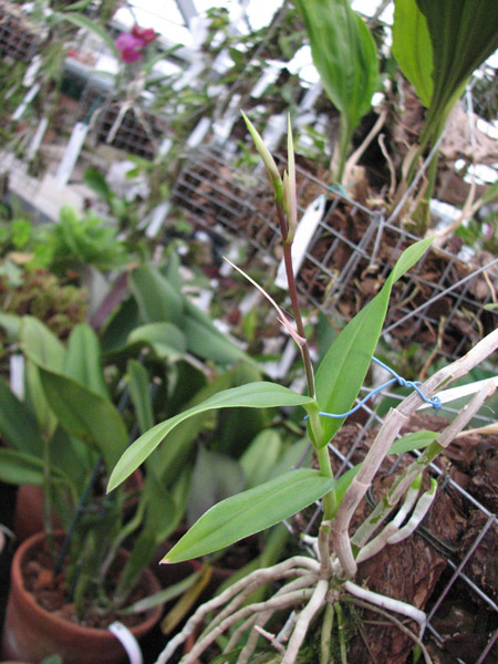 Barkeria skinneri.jpg