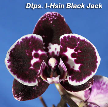 SN3-85 Dtps. I-Hsin Black Jack.jpg