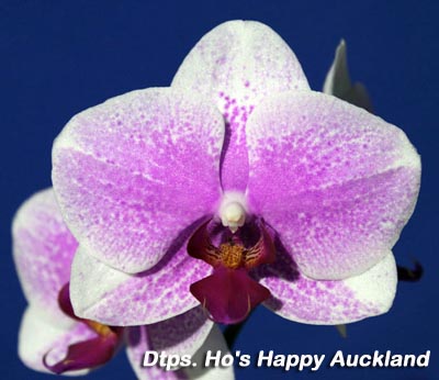 SN3-997 Dtps. Ho's Happy Auckland.jpg