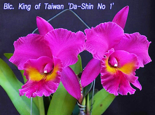 Blc King of Taiwan 'Da-Shin No 1'.jpg