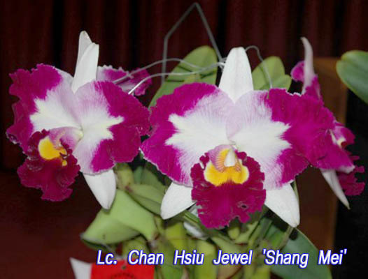 SNC1099 Lc Chan Hsiu Jewel 'Shang Mei'.jpg