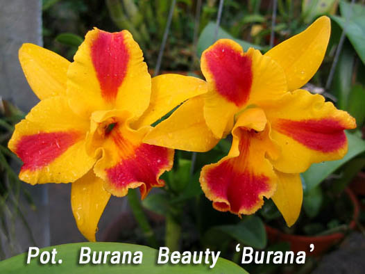 SNC1160 Pot Burana Beauty ‘Burana’.jpg