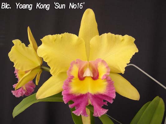 SNC1605 Blc Yoang Kong 'Sun No16'.jpg