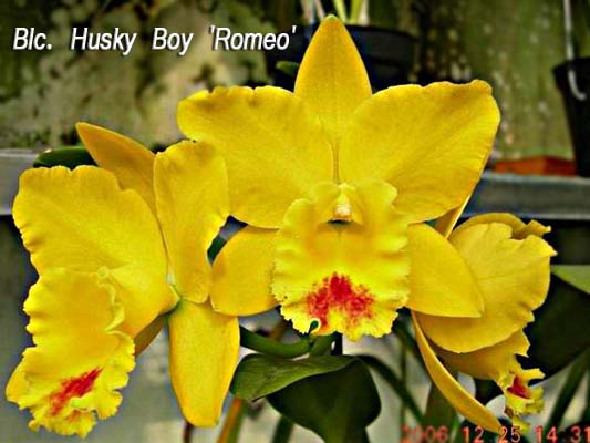 SNC1607 Blc Husky Boy 'Romeo'.jpg