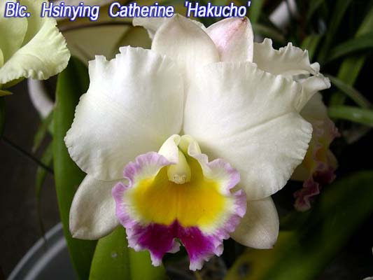 SNC1609 Blc Hsinying Catherine 'Hakucho'.jpg
