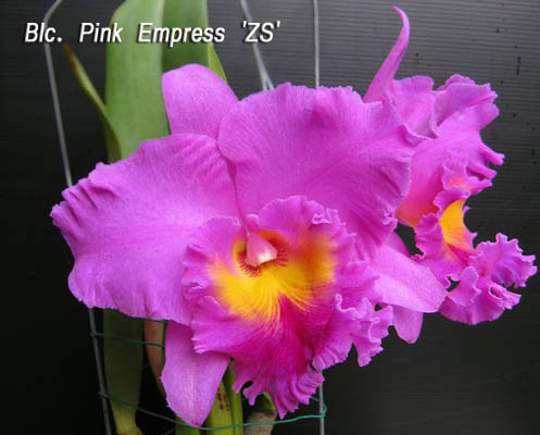 SNC1612 Blc Pink Empress 'ZS'.jpg