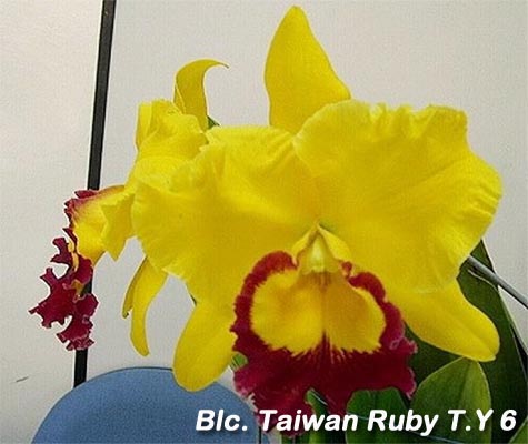 SNC2220 BlcTaiwan Ruby TY 6.jpg