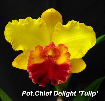 SNC2244 Pot Chief Delight 'Tulip'.jpg