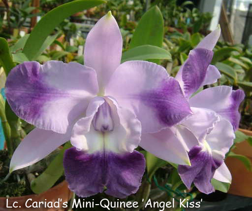 SNC2306 Lc Cariad's Mini Quinee 'Angel Kiss'.jpg