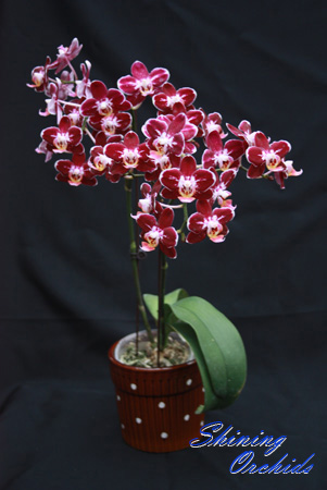 SN48 Phal Everspring Prince 'Butterfly'.jpg