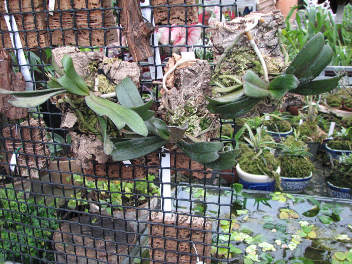 Aerangis biloba.jpg