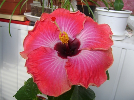 DSC02747.JPG