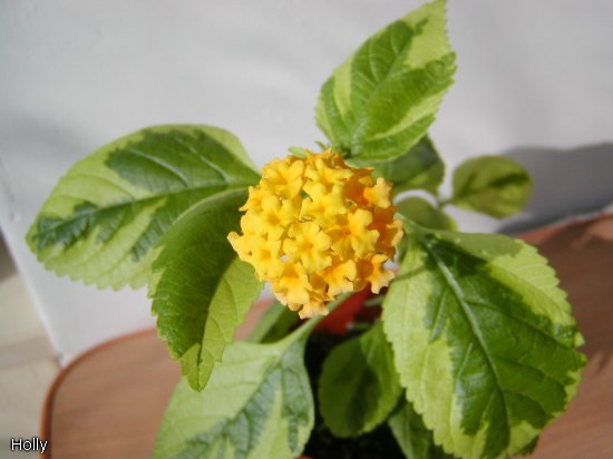 Lantana camara var.a.jpg