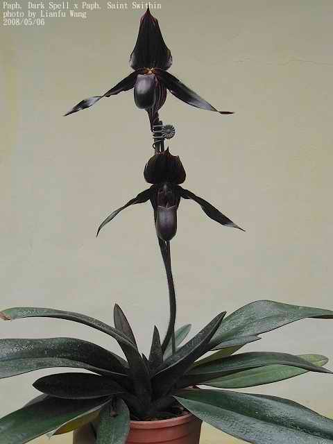 Paph. Dark Spell x Paph. Saint Swithin-.jpg