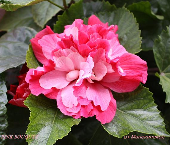 PINK BOUQUET.jpg