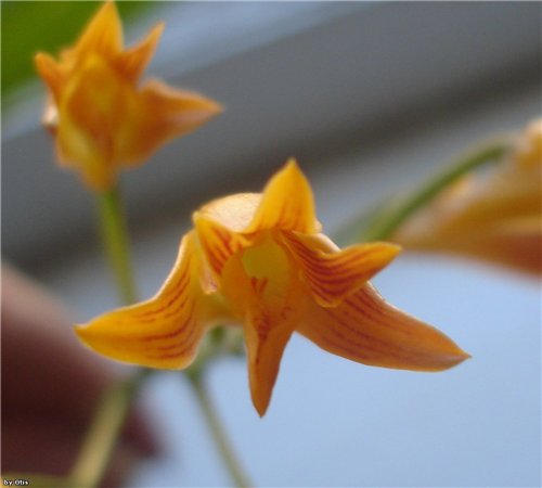 Bifrenaria aureofulva цветение