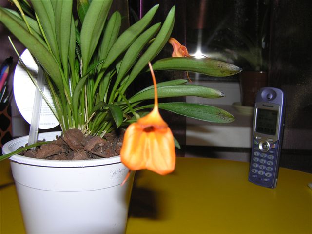 Орхидея Masdevallia