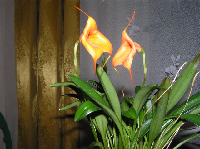 Цветущая Masdevallia