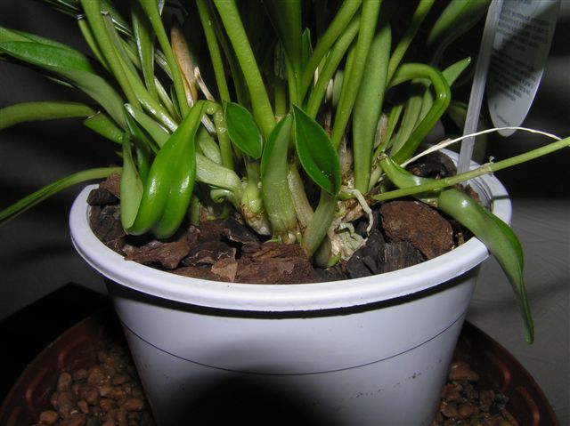 Субстрат для Masdevallia