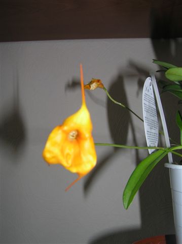 орхидея Masdevallia