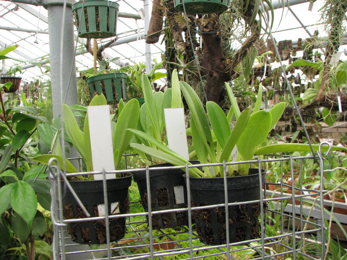 Masdevallia thovarensis.jpg