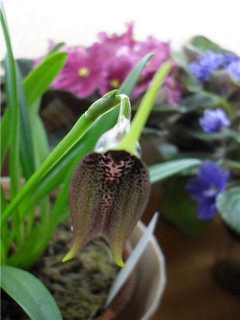 Орхидея Masdevallia kuhnorum