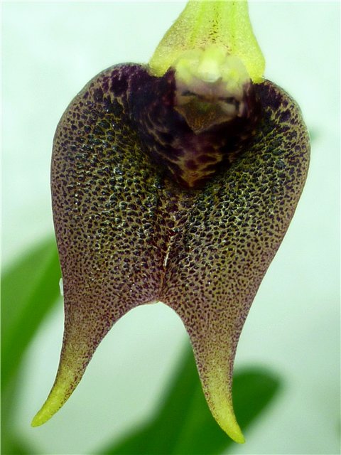 Орхидея Masdevallia kuhnorum фото