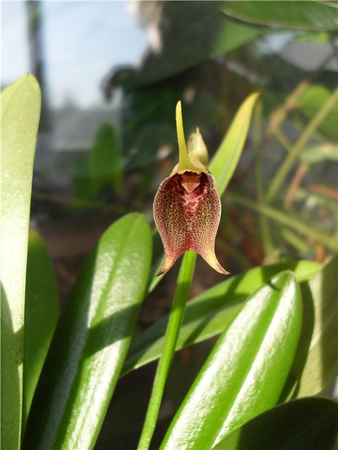 Орхидея Masdevallia kuhnorum фото