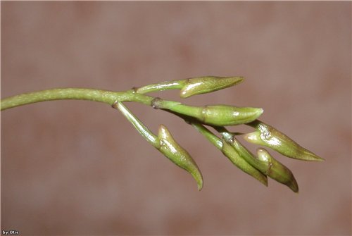 Befrenaria aurefulva фото