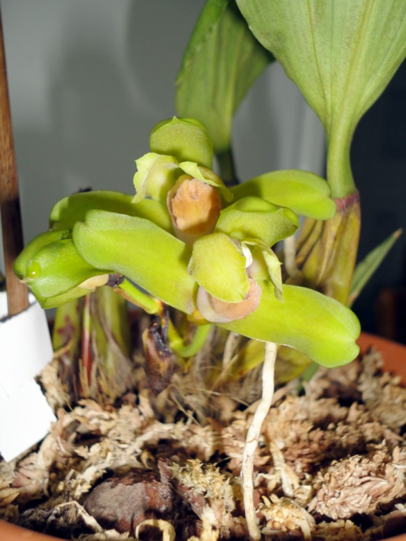 Орхидея Bifrenaria fuerstenbergiana