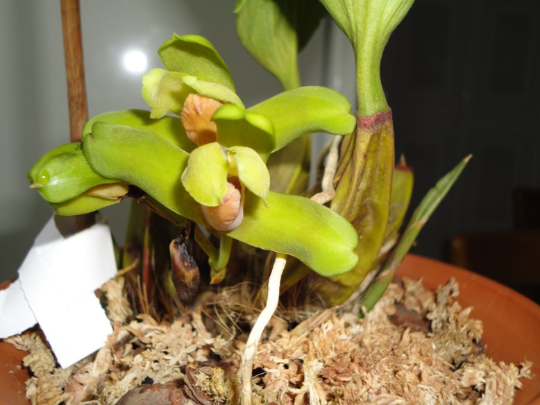 Орхидея Bifrenaria fuerstenbergiana фото