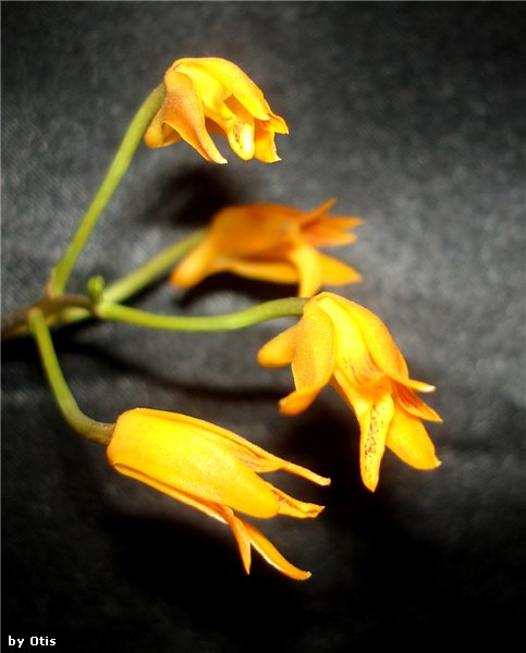 Орхидея Bifrenaria aureofulva