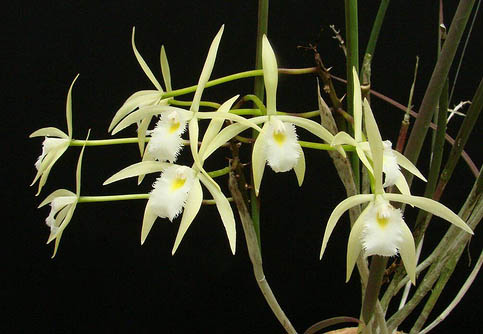 Фото орхидеи Brassavola martiana