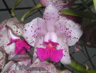 Фото орхидеи Cattleya amethystoglossa 'FPA-E'