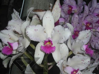 Фото орхидеи Орхидея Cattleya amethystoglossa palha 'Gloriosa'