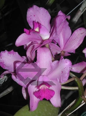 Фото орхидеи C. amethystoglossa rubra 'Cardeal'