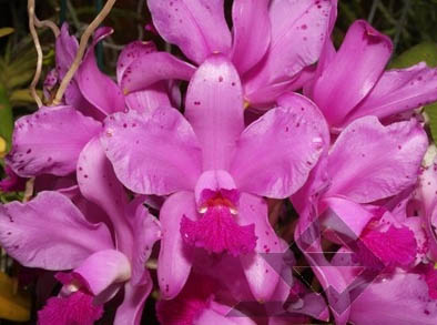 Фото орхидеи C. amethystoglossa 'Palmira'