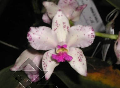 Фото орхидеи Cattleya amethystoglossa tipo 'Dario Martins'