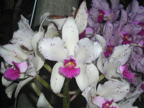 Фото орхидеи Cattleya amethystoglossa creme