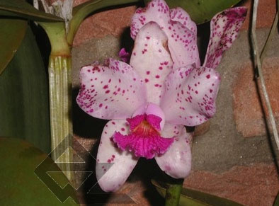 Фото орхидеи Cattleya amethystoglossa 'Jubarte'