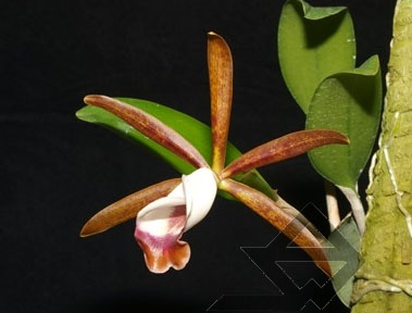 Орхидея Cattleya araguaiensis x SELF