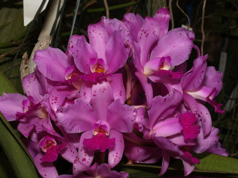 Фото орхидеи C. amethystoglossa 'Palmira'