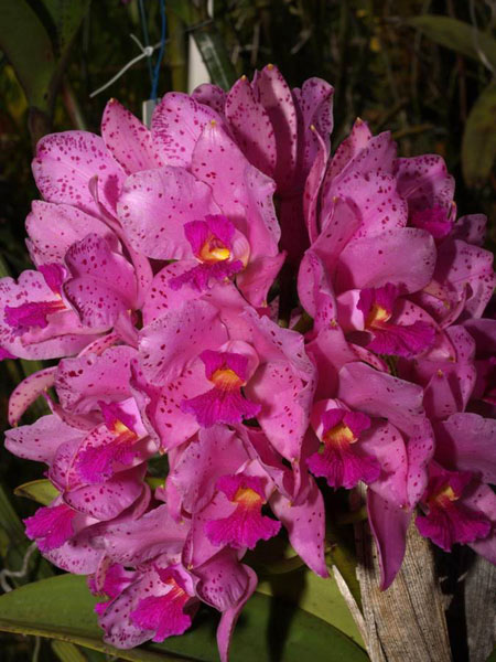 Фото орхидеи Cattleya amethystoglossa 'Itapebi'