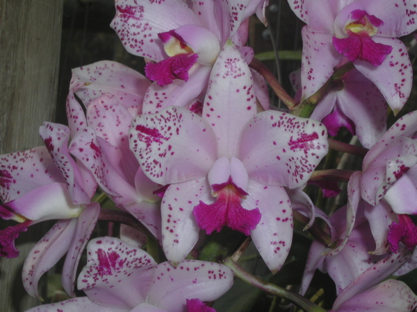 Фото орхидеи Cattleya amethystoglossa flamea Oasis