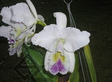 Фото орхидеи Cattleya gaskelliana caerulea ('Aida' x 'Alexis') x SELF