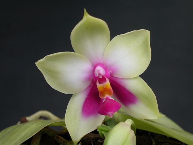 Фото орхидеи Phalaenopsis violacea 'murtoniana'