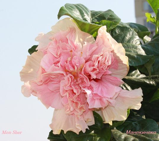 Mon Sher.jpg