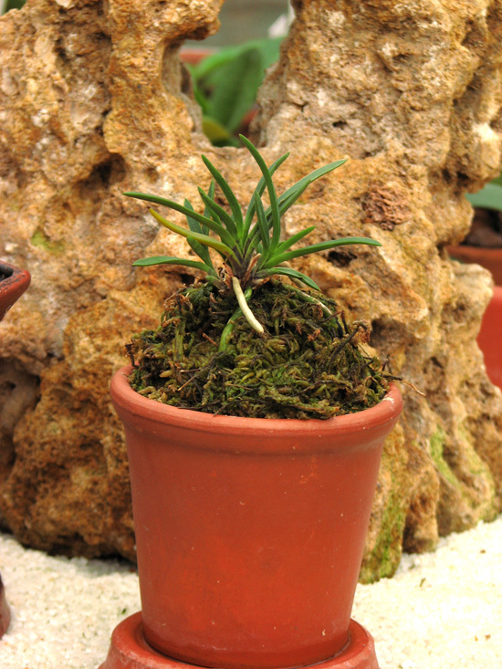 Миниатюрная орхидея Neofinetia falcata фото